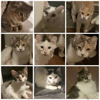 Rescue Domestic Short Hair and Domestic Medium Hair Cats for Adoption in Marysville, Washington - A Whole Crew Of Lovebugs Looking For Their Forever Homes! | PetCurious
