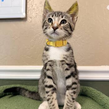 Russell -  Domestic Short Hair Cat for Adoption in Davis, California - Russell | PetCurious