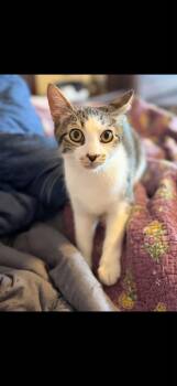 Allie -  Domestic Short Hair Cat for Adoption in New York, New York - Allie | PetCurious