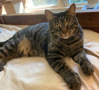 Rescue Domestic Short Hair Cats for Adoption in Hopkinton, Massachusetts - Ty | PetCurious
