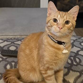 Domestic Short Hair Cats Available for Adoption in Dover, Delaware - Blaze | PetCurious