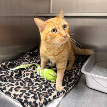 Firestar -  Domestic Short Hair Cat for Adoption in Naperville, Illinois - Firestar | PetCurious
