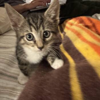 Rescue Domestic Short Hair Cats for Adoption in San Francisco, California - Bass | PetCurious