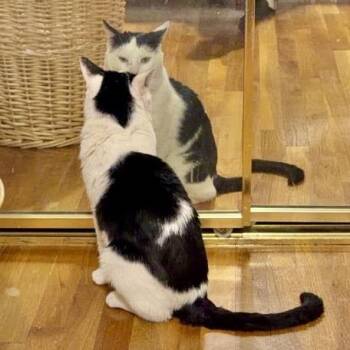 Cecil -  Domestic Short Hair Cat for Adoption in New York, New York - Cecil | PetCurious