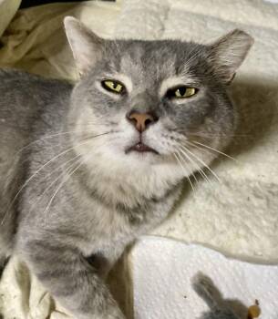Rescue Domestic Short Hair Cats for Adoption in Cincinnati, Ohio - Dorian | PetCurious