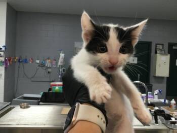 Domestic Short Hair Cats Available for Adoption in Thousand Palms, California - LUCAS | PetCurious