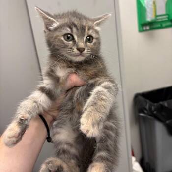 Rocket Pop -  Domestic Medium Hair Cat for Adoption in Columbiana, Alabama - Rocket Pop | PetCurious