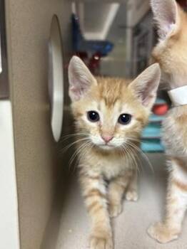 94172a Mango -  Domestic Short Hair Cat for Adoption in North Charleston, South Carolina - 94172a Mango | PetCurious