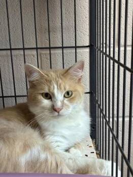26-554 -  American Bobtail and Domestic Short Hair Cat for Adoption in Barnesville, Georgia - 26-554 | PetCurious