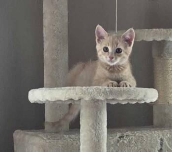 Ben -  Domestic Short Hair Cat for Adoption in Riverside, California - Ben | PetCurious