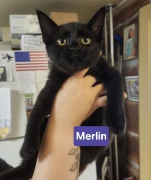 Merlin -  Domestic Short Hair Cat for Adoption in East Greenville, Pennsylvania - Merlin | PetCurious