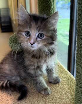 Ayla -  Domestic Long Hair Cat for Adoption in Midland, Virginia - Ayla | PetCurious