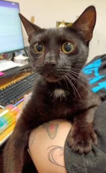 Pawbert Redfurd -  Domestic Short Hair Cat for Adoption in Hamilton, Ohio - Pawbert Redfurd | PetCurious