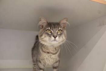 Dr. Rip Studwell -  Domestic Medium Hair Cat for Adoption in Chestertown, Maryland - Dr. Rip Studwell | PetCurious