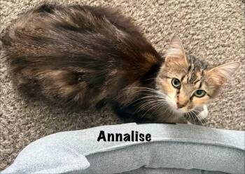Annalise -  Domestic Medium Hair Cat for Adoption in Clarksville, Tennessee - Annalise | PetCurious