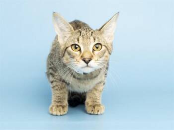 CHIRON -  Domestic Short Hair Cat for Adoption in Phoenix, Arizona - CHIRON | PetCurious