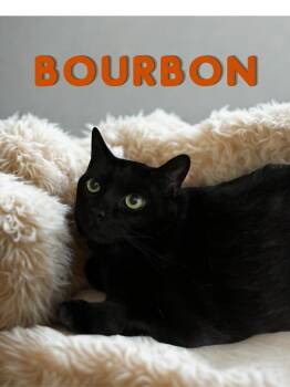Bourbon -  Domestic Short Hair Cat for Adoption in Barton, Vermont - Bourbon | PetCurious