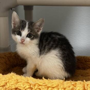 Arowyn -  Domestic Short Hair Cat for Adoption in Blue Ridge, Georgia - Arowyn | PetCurious
