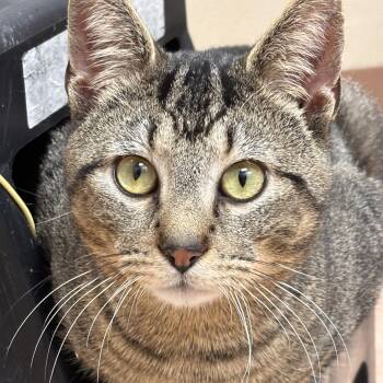 Domestic Short Hair and Tiger Cats Available for Adoption - Eevee | PetCurious