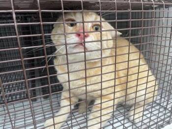 Domestic Short Hair Cats Available for Adoption in Houston, Texas - A656448 | PetCurious