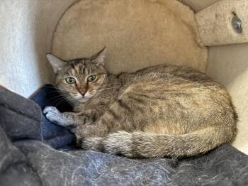 Patricia Goldheart -  Domestic Short Hair and Tortoiseshell Cat for Adoption in Chandler, Arizona - Patricia Goldheart | PetCurious