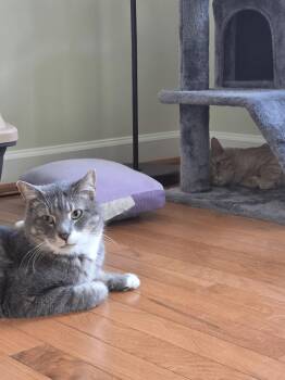 Domestic Short Hair Cats Available for Adoption - Zeus | PetCurious