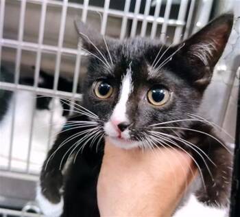 A570938 -  Domestic Short Hair Cat for Adoption - A570938 | PetCurious