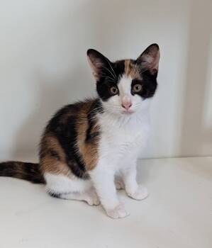 Patches -  Domestic Short Hair Cat for Adoption in Mckinney, Texas - Patches | PetCurious