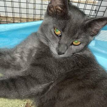 Oriani JA -  Domestic Short Hair Cat for Adoption in Tallahassee, Florida - Oriani JA | PetCurious