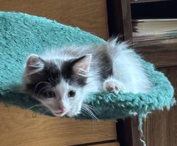 Azalea -  Domestic Long Hair Cat for Adoption in Charlotte, North Carolina - Azalea | PetCurious