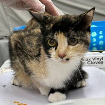 Patches -  Domestic Short Hair Cat for Adoption in Bismarck, North Dakota - Patches | PetCurious