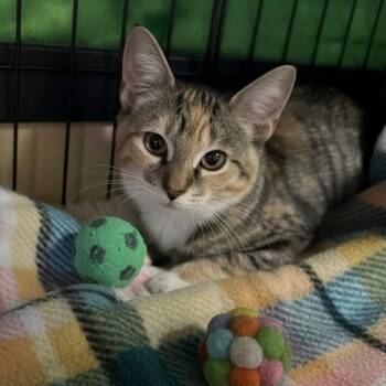 Lily Rose -  Domestic Short Hair Cat for Adoption in Blasdell, New York - Lily Rose | PetCurious