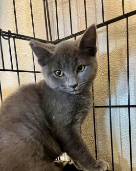 Rescue Domestic Short Hair Cats for Adoption in Jackson, California - Mindy, Lindy, Black Jack | PetCurious