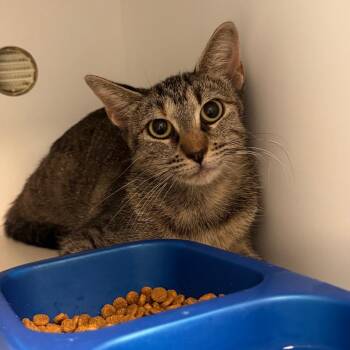 Tinkerbell -  Domestic Short Hair Cat for Adoption in Lake Jackson, Texas - Tinkerbell | PetCurious