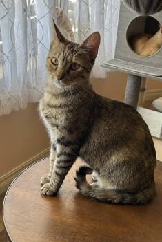 Jesse -  American Shorthair Cat for Adoption in Meeker, Oklahoma - Jesse | PetCurious