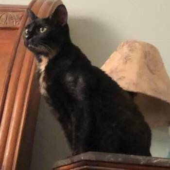 Trinity Rae -  Domestic Short Hair Cat for Adoption in Gainesville, Florida - Trinity Rae | PetCurious