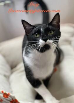 Lucy -  Tuxedo and American Shorthair Cat for Adoption in Toledo, Ohio - Lucy | PetCurious