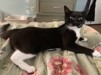 Mystic -  Domestic Short Hair Cat for Adoption in Greensboro, North Carolina - Mystic | PetCurious