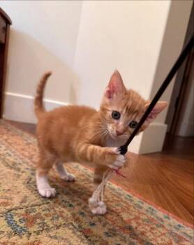 Tangerine -  Tabby Cat for Adoption in Knoxville, Tennessee - Tangerine | PetCurious