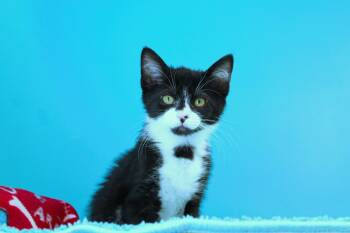 Tuxedo Cats Available for Adoption in Urbana, Ohio - Moo | PetCurious