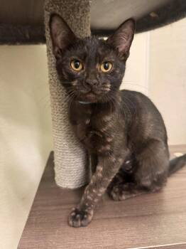 Domestic Short Hair Cats Available for Adoption in Mustang, Oklahoma - Polo | PetCurious