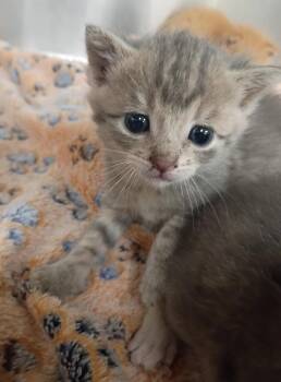 Leonardo -  Tabby Cat for Adoption in La Porte, Indiana - Leonardo | PetCurious
