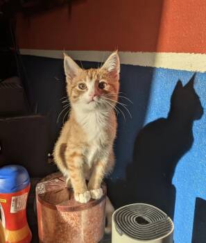 Domestic Short Hair Cats Available for Adoption in Bell Gardens, California - Darwin  | PetCurious