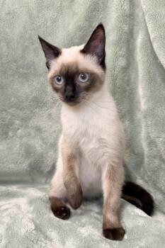 Smurf -  Siamese and Domestic Short Hair Cat for Adoption in Greensboro, North Carolina - Smurf | PetCurious