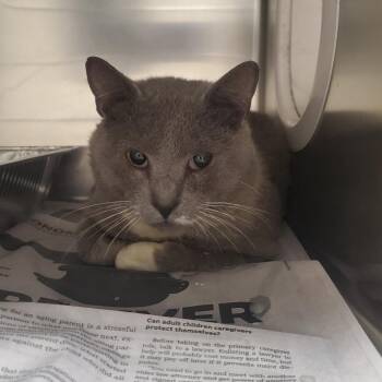 Harold -  Domestic Short Hair Cat for Adoption in Milton, Florida - Harold | PetCurious