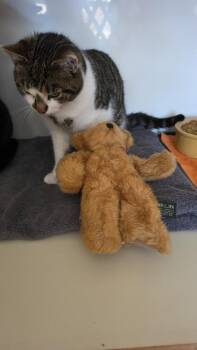 Domestic Short Hair Cats Available for Adoption - Captain America | PetCurious