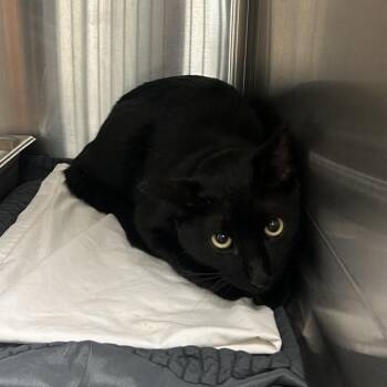 Sly Cooper -  Domestic Short Hair Cat for Adoption in Davenport, Iowa - Sly Cooper | PetCurious