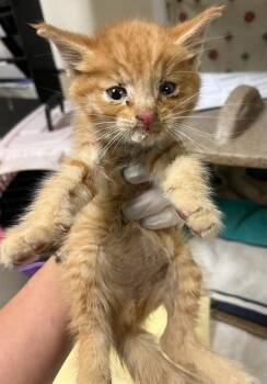 GARFIELD -  Domestic Short Hair Cat for Adoption in Riverside, California - GARFIELD | PetCurious