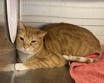 Domestic Short Hair Cats Available for Adoption - PETER PAWKER | PetCurious