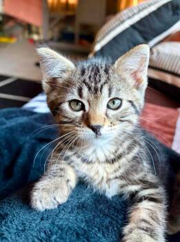 Randy -  Domestic Short Hair Cat for Adoption in Urbandale, Iowa - Randy | PetCurious